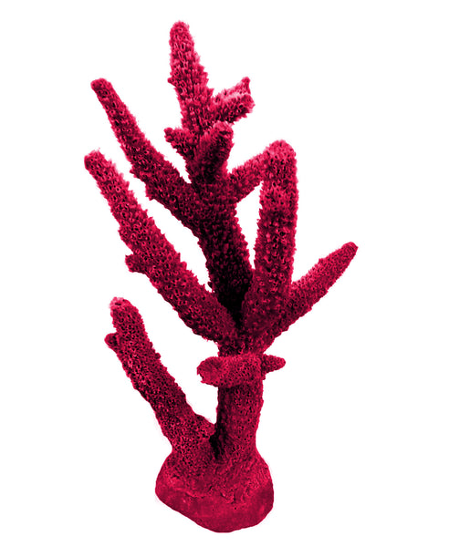 NEW NEW Acropora Cervicornis - Staghorn Coral #01102