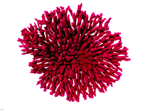 Acropora Cytherea - Table Coral #01501