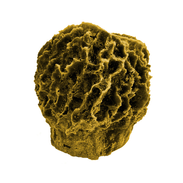 Giant Barrel Sponge #51507