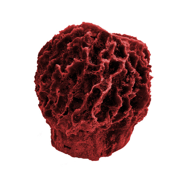 Giant Barrel Sponge #51507