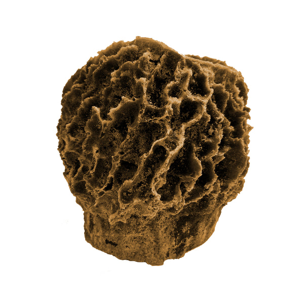 Giant Barrel Sponge #51507