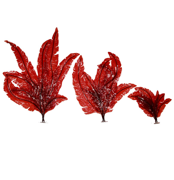 Red Marine Seaweed (Delesseria sanguinea)