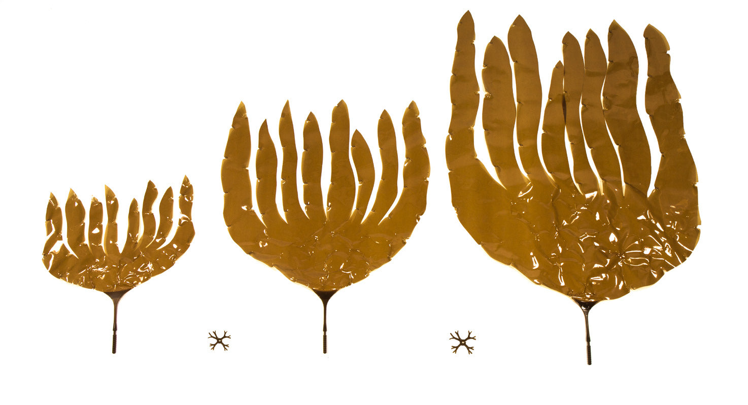 Laminaria digitata RocknReefs Inc