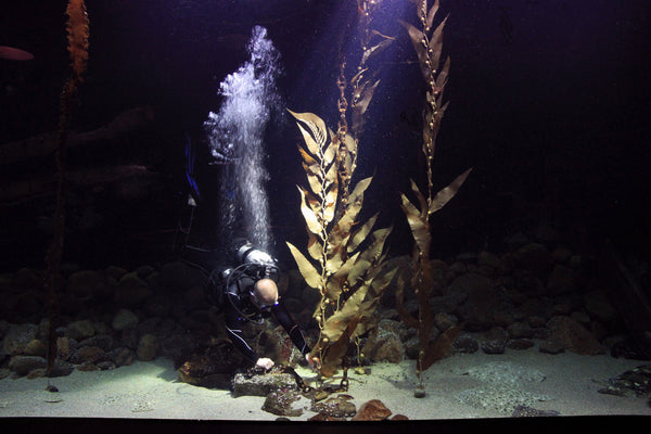 Pangea america Giant sea kelp and a diver in an aquarium at esbjerg fiskerri og sø fartes museum in Denmark