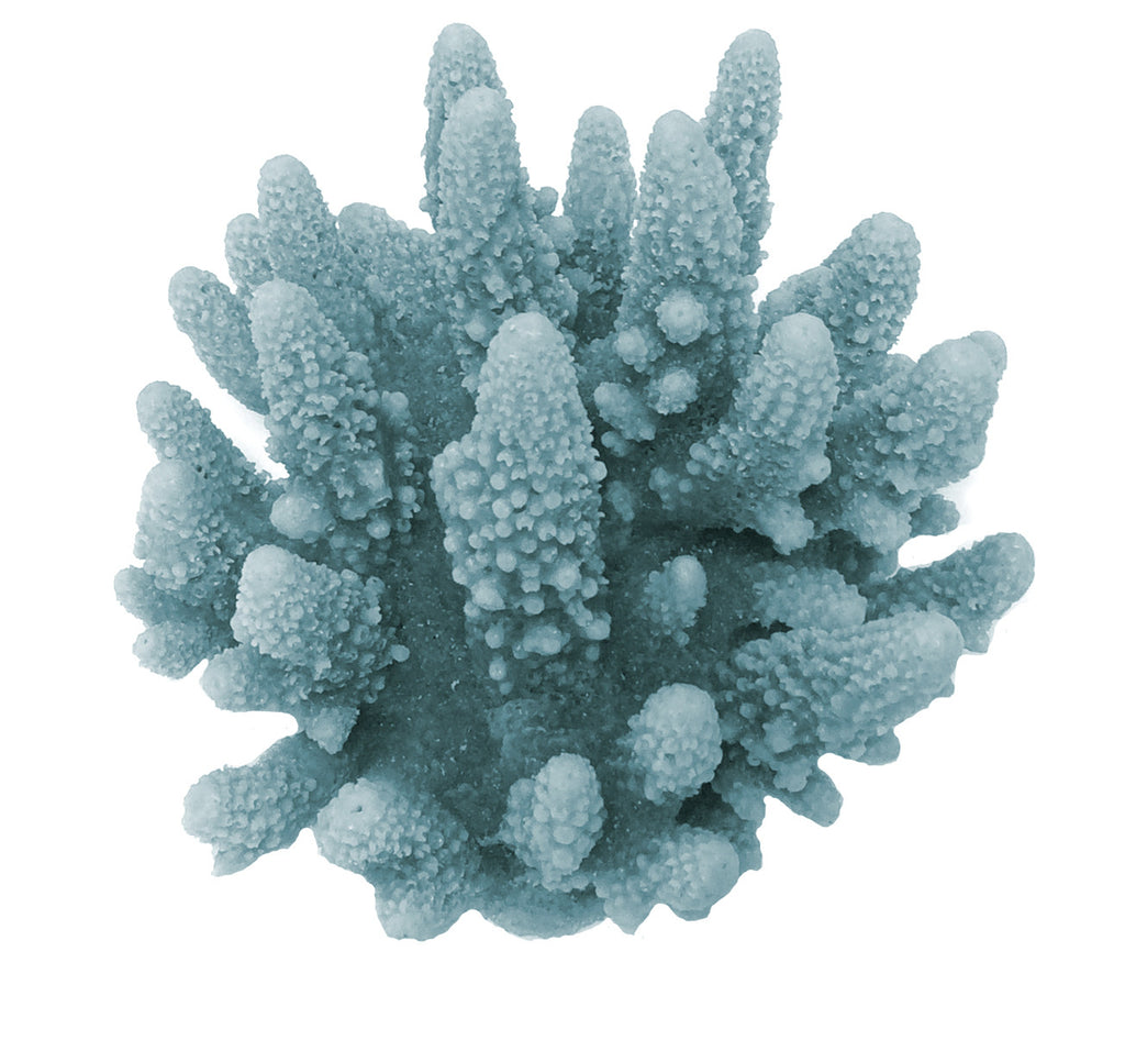 Acropora Gemmifera - Gem Coral #01601 – RocknReefs Inc.