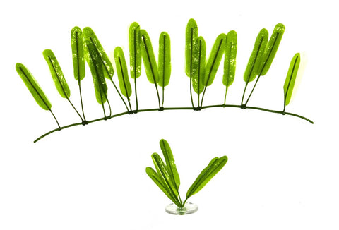 Halophila stipulacea