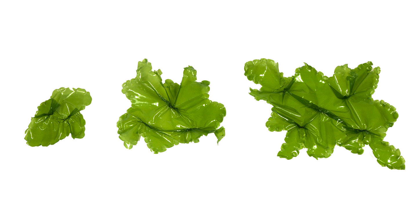 sea lettuce succulent Sea Lettuce Large (17.72" x 11.81")(45cm x 30cm)