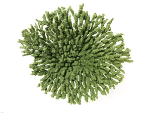 Acropora Cytherea - Table Coral #01501