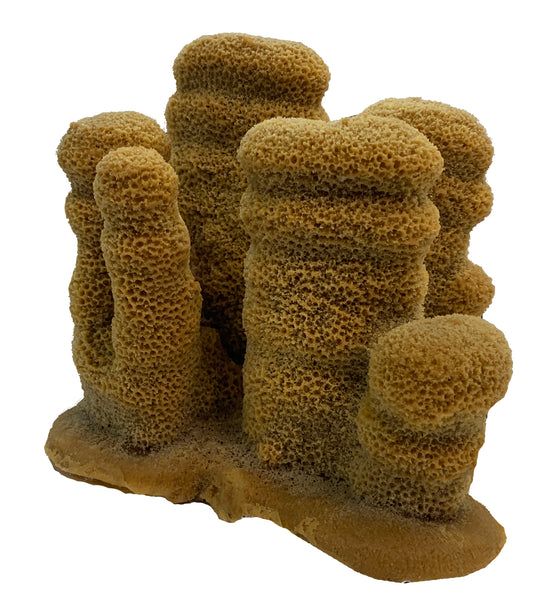 Dendrogyra cylindrus - Pillar Coral #02401