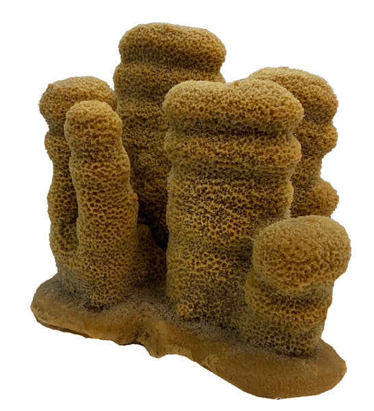 Dendrogyra cylindrus - Pillar Coral #02401