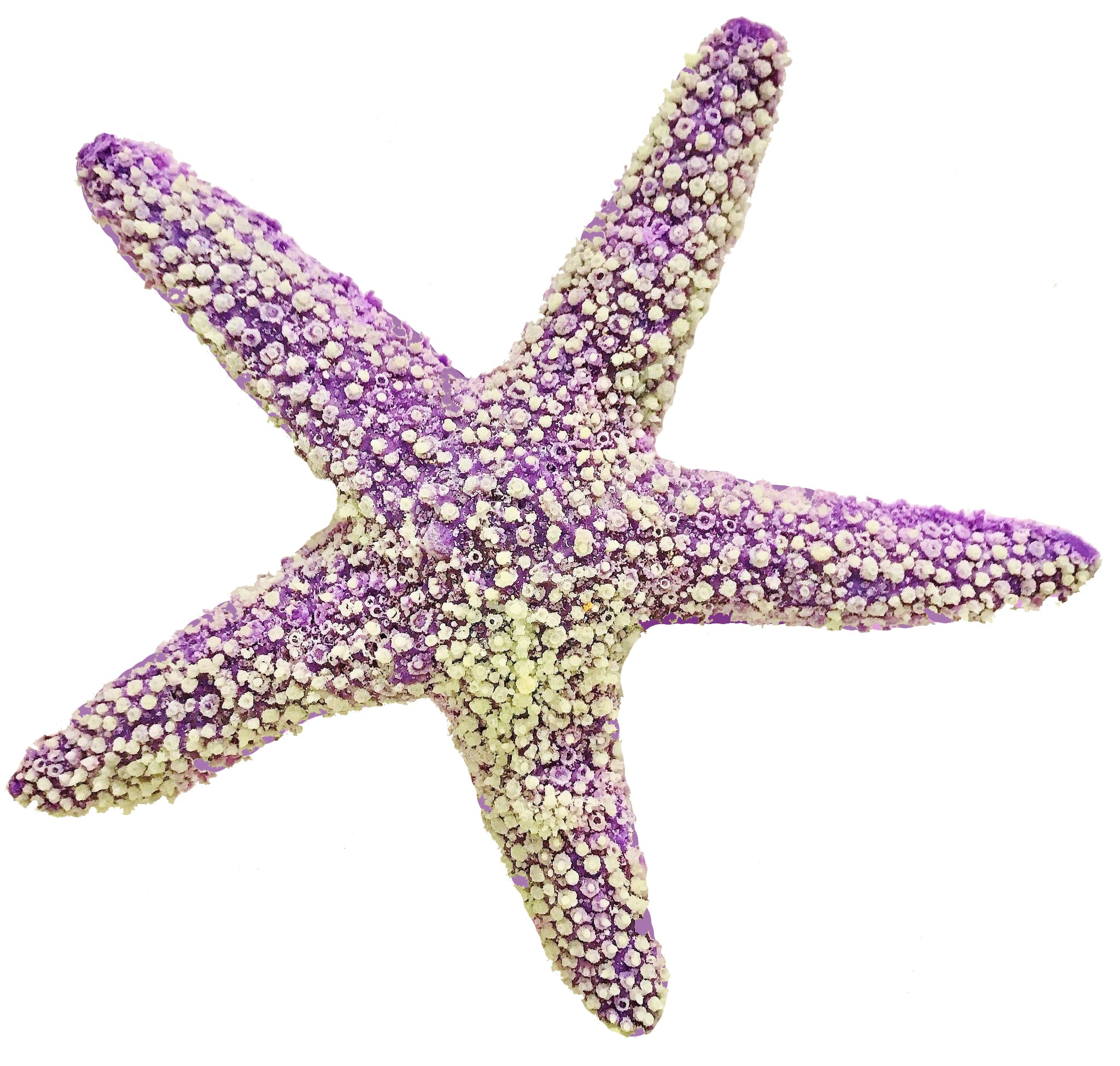 Purple Starfish - pisaster ochraceus #15101