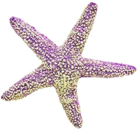 Purple Starfish - pisaster ochraceus #15101