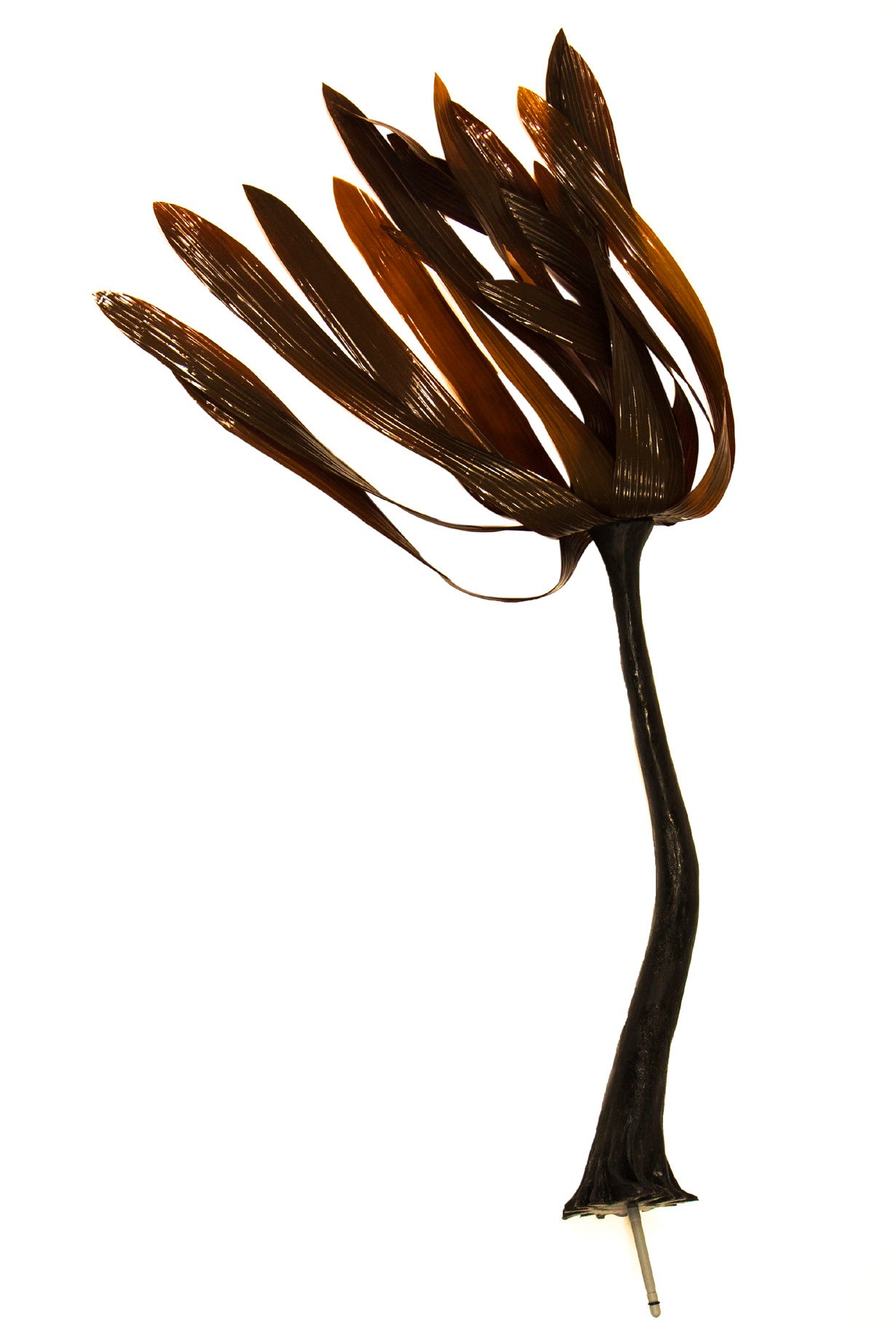 sea palms plant Sea Palm