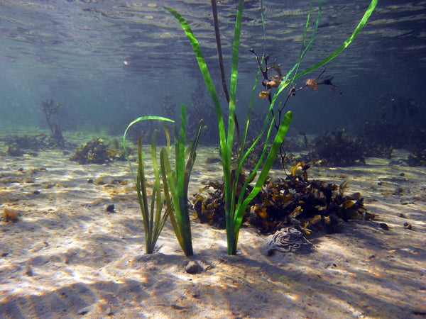 Pangea America synthetic turtlegrass in the ocean on a sandbed